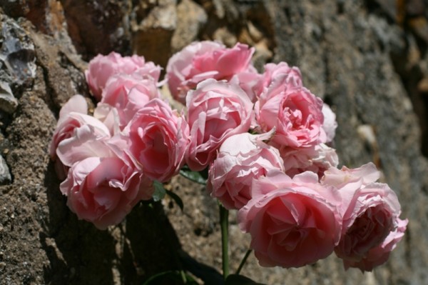 Une Rose Au Jardin Cest Un Cadeau Du Ciel Plusieurs Roses Sont Une