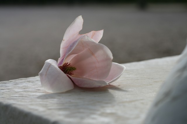 Fleur de magnolia déposée au pied du centaure Furletti