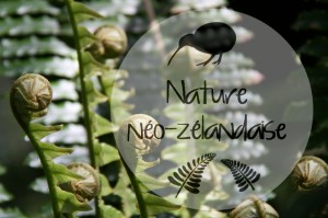 Nature néo-zélandaise