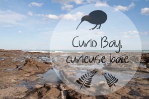 Curio Bay, curieuse baie