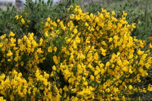 Genêts en fleurs le long de la plage